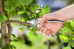 Secateurs B+/L Premium